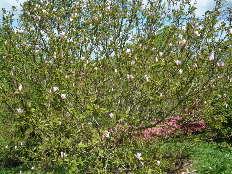 Magnolia-x-liffliflora-Spectrum-cc-frm1.jpg