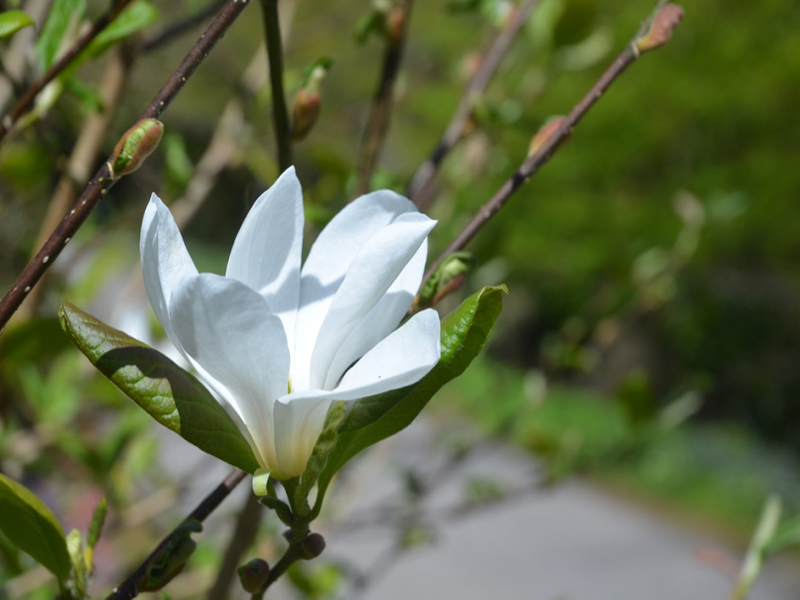 Magnolia x loebneri ‘Snowdrift’, flower bud, Caerhays Castle, Goran, Cornwall, United Kingdom.
