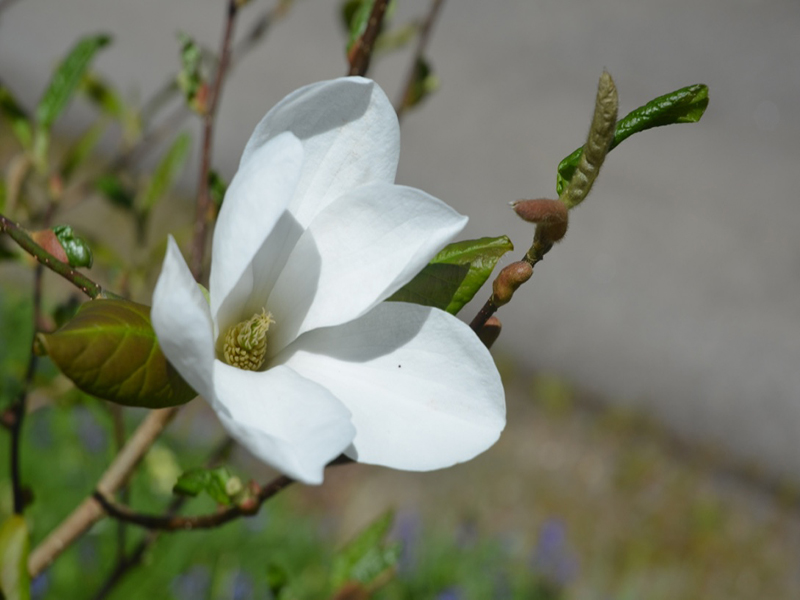 Magnolia x loebneri ‘Snowdrift’, flower, Caerhays Castle, Goran, Cornwall, United Kingdom.