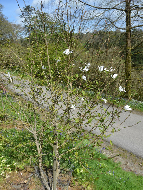 Magnolia x loebneri ‘Snowdrift’, form, Caerhays Castle, Goran, Cornwall, United Kingdom.