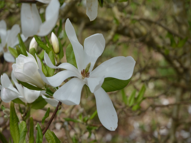 Magnolia × loebneri 'Donna', flower, Lanhydrock House and Garden, Bodmin, Cornwall, United Kingdom. 