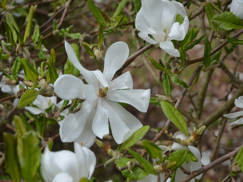 Magnolia × loebneri 'Donna', flower, Lanhydrock House and Garden, Bodmin, Cornwall, United Kingdom. 