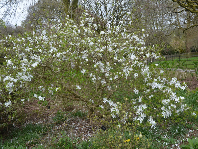 Magnolia × loebneri 'Donna', form, Lanhydrock House and Garden, Bodmin, Cornwall, United Kingdom. 