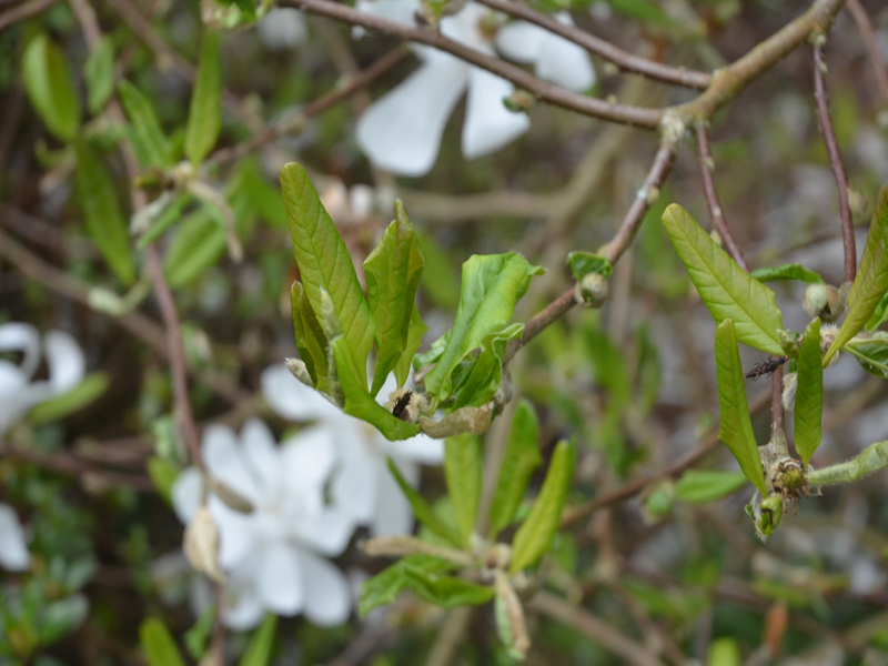 Magnolia × loebneri 'Donna', leaf, Lanhydrock House and Garden, Bodmin, Cornwall, United Kingdom. 