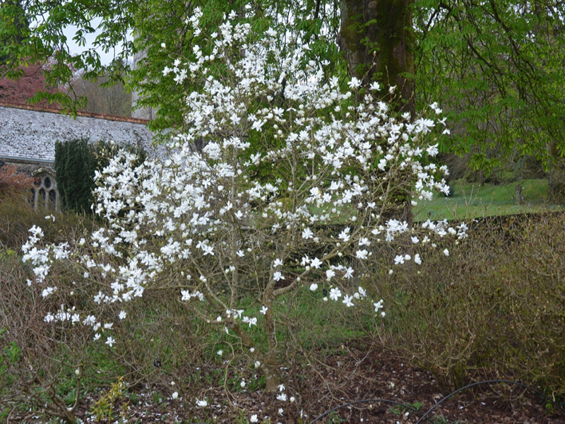 Magnolia × loebneri 'Spring Snow', form, Lanhydrock House and Garden, Bodmin, Cornwall, United Kingdom. 