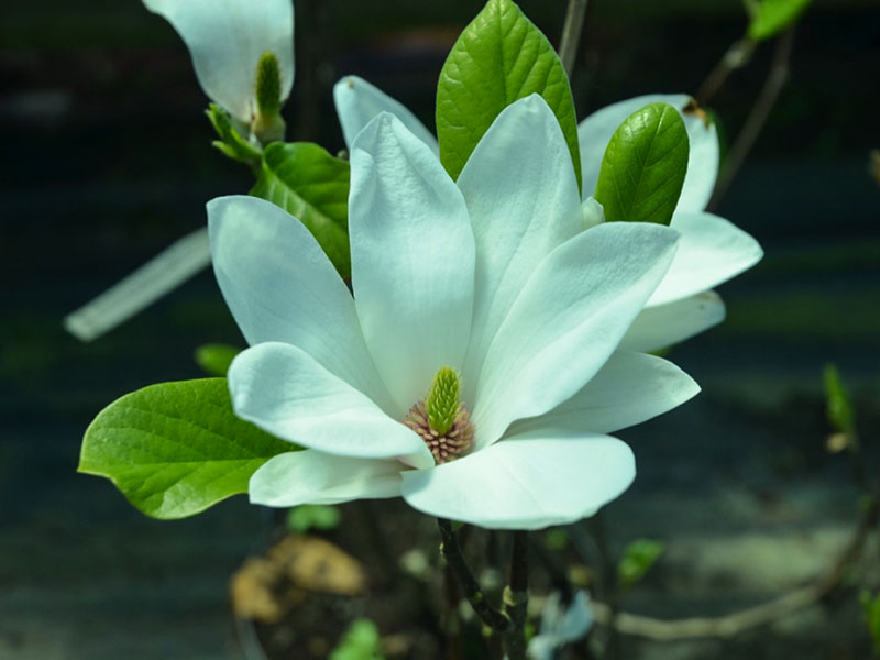 Magnolia x-soulangeana 'Alba Superba', flower. Burncoose Nursery and Garden, Redruth, Cornwall, United Kingdom
