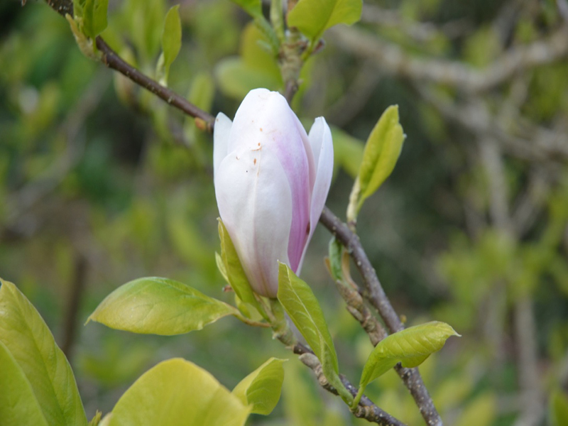 Magnolia x soulangeana 'Alexandrina', flower bud, Caerhays Castle, Goran, Cornwall, United Kingdom.