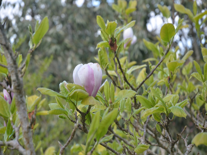 Magnolia x soulangeana 'Alexandrina', flower, Caerhays Castle, Goran, Cornwall, United Kingdom.