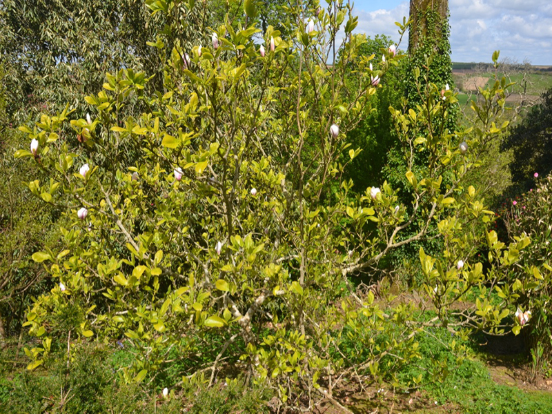 Magnolia x soulangeana 'Alexandrina', form, Caerhays Castle, Goran, Cornwall, United Kingdom.