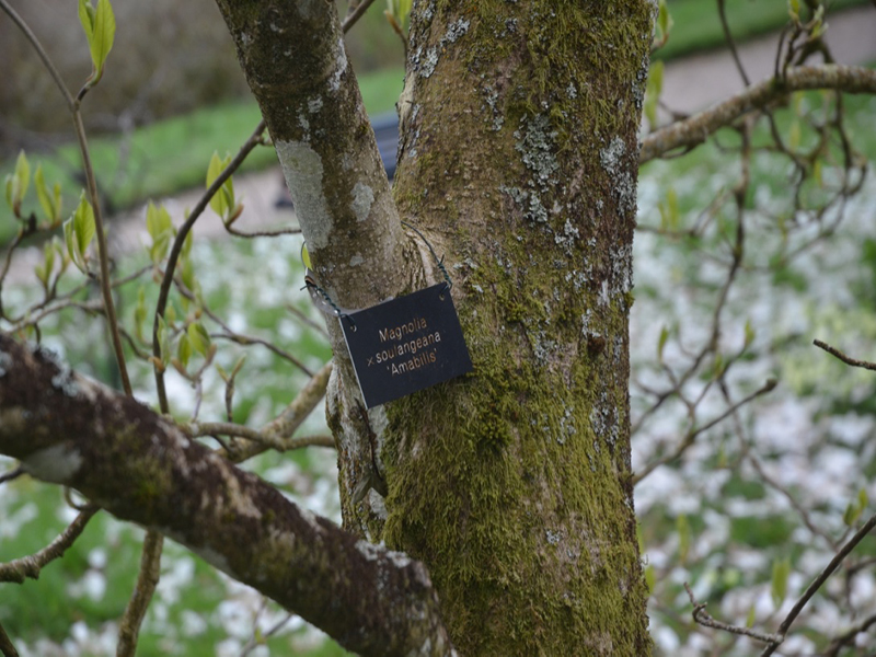 Magnolia x soulangeana 'Amabilis', bark, Lanhydrock House and Garden, Bodmin, Cornwall, United Kingdom. 