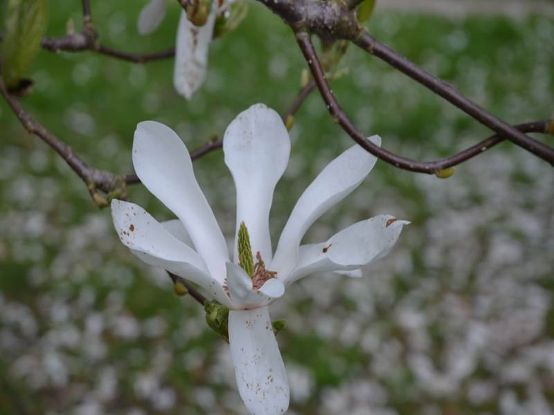 Magnolia x soulangeana 'Amabilis', flower, Lanhydrock House and Garden, Bodmin, Cornwall, United Kingdom. 