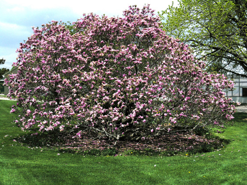 Magnolia-x-soulangeana-Elizabeth-frm-1.jpg