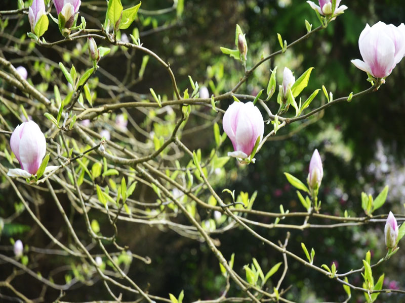 Magnolia x soulangeana ‘Rustica Rubra’, flower. Caerhays Castle, Goran, Cornwall, United Kingdom.