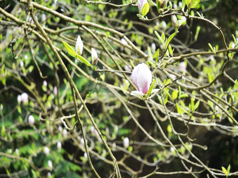 Magnolia x soulangeana ‘Rustica Rubra’, flower. Caerhays Castle, Goran, Cornwall, United Kingdom.
