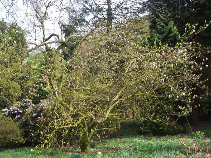 Magnolia x soulangeana ‘Rustica Rubra’, form. Caerhays Castle, Goran, Cornwall, United Kingdom.