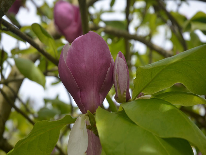 Magnolia x soulangeana ‘Rustica Rubra’, flower. Cotehele House National Trust, St Dominick, Cornwall, United Kingdom. 