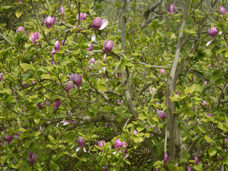 Magnolia x soulangeana ‘Rustica Rubra’, flower. Cotehele House National Trust, St Dominick, Cornwall, United Kingdom. 