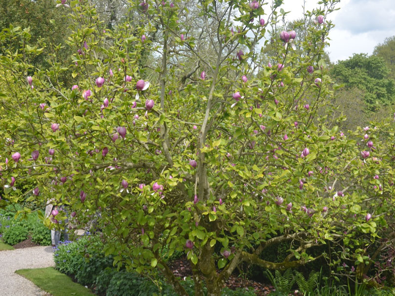 Magnolia x soulangeana ‘Rustica Rubra’, form. Cotehele House National Trust, St Dominick, Cornwall, United Kingdom. 
