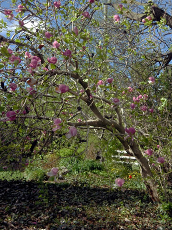 Magnolia-x-soulangeana-Rustica-Rubra-frm.jpg