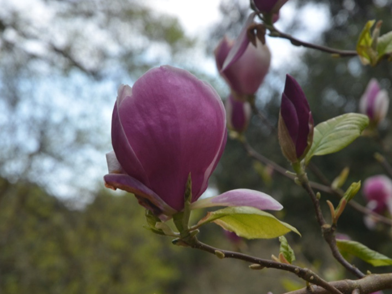 Magnolia x soulangeana 'Rustica Rubra', flower. National Trust Trelissick Garden, Feock, near Truro, Cornwall, United Kingdom. 