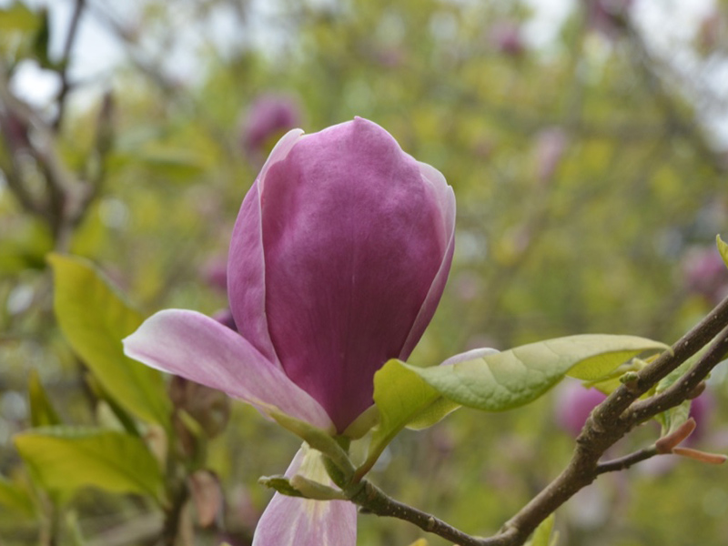 Magnolia x soulangeana 'Rustica Rubra', flower. National Trust Trelissick Garden, Feock, near Truro, Cornwall, United Kingdom. 