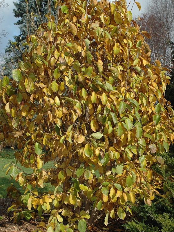 Magnolia x soulangeana 'Alexandrina', fall.