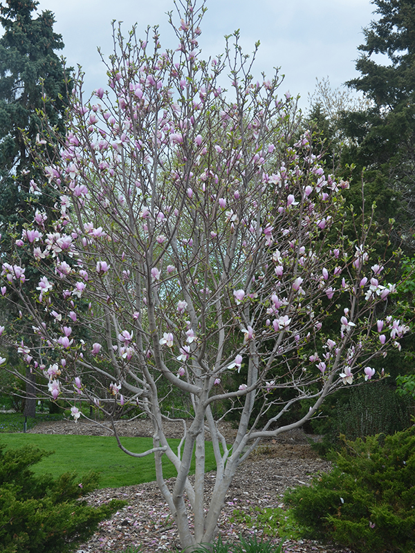 Magnolia x soulangeana 'Alexandrina', form.