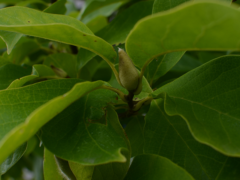 Magnolia x soulangana 'Alexandrina', leaf.