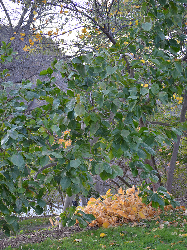 Magnolia-x-soulangiana-Lennei-RBG-frm-1.JPG