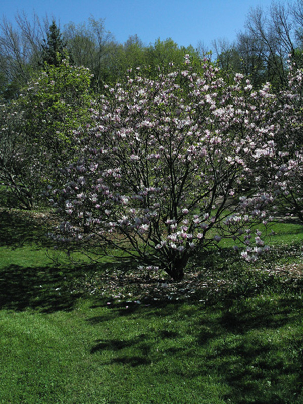 Magnolia-x-soulangiana-Verbanica-fm.jpg