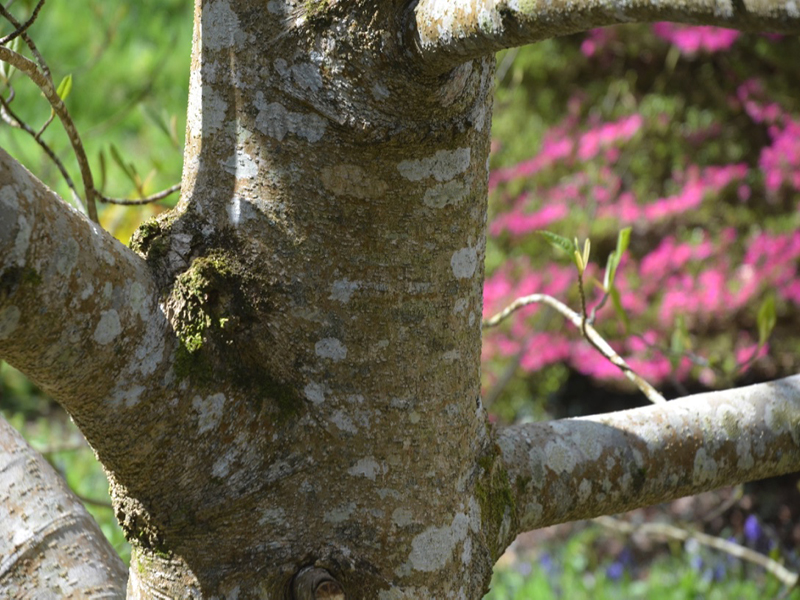 Magnolia 'David Clulow' x Magnolia sprengeri var. elongata., bark, Caerhays Castle, Goran, Cornwall, United Kingdom.