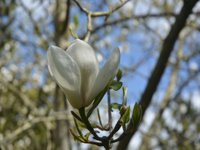 Magnolia 'David Clulow' x Magnolia sprengeri var. elongata., flower, Caerhays Castle, Goran, Cornwall, United Kingdom.
