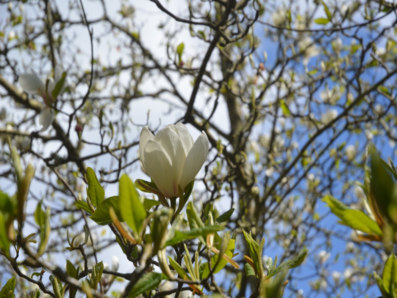 Magnolia 'David Clulow' x Magnolia sprengeri var. elongata., flower, Caerhays Castle, Goran, Cornwall, United Kingdom.