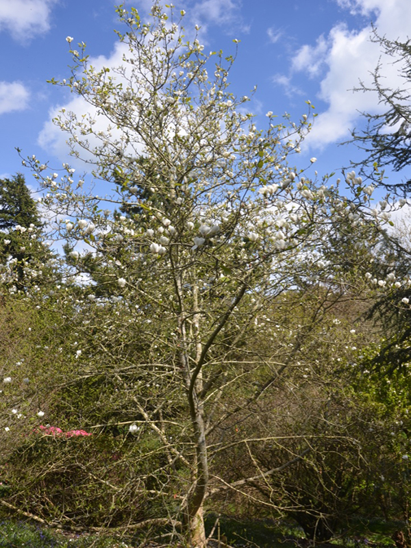 Magnolia-x-sprengeri-var-elongata-David-Clulov-cc-frm1.jpg