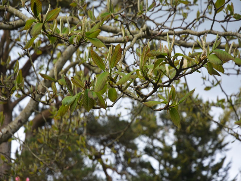Magnolia x veitchii ‘Isca’, leaf. Caerhays Castle, Goran, Cornwall, United Kingdom.