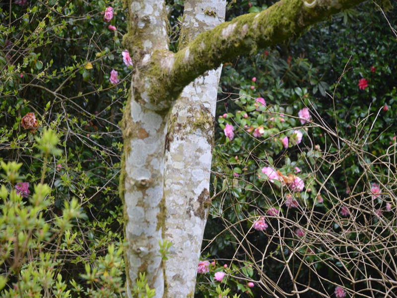 Magnolia x veitchii ‘Isca’, bark. Lanhydrock House and Garden, Bodmin, Cornwall, United Kingdom. 