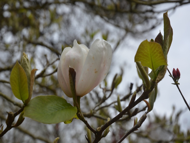 Magnolia x veitchii ‘Isca’, flower. Lanhydrock House and Garden, Bodmin, Cornwall, United Kingdom. 