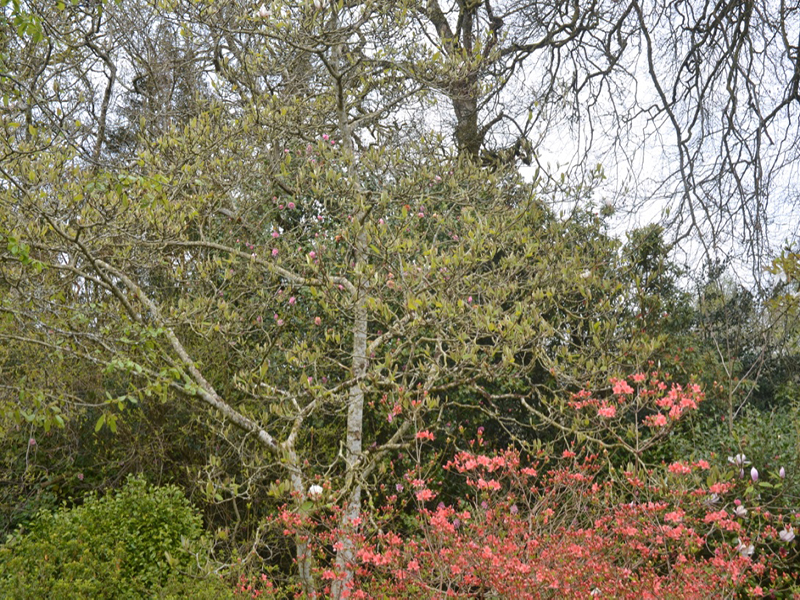Magnolia x veitchii ‘Isca’, form. Lanhydrock House and Garden, Bodmin, Cornwall, United Kingdom. 
