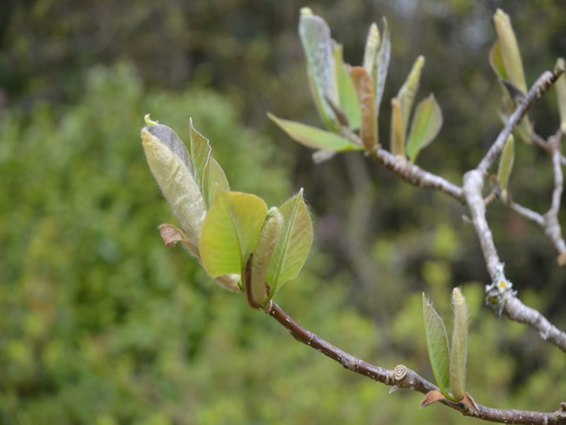 Magnolia x veitchii ‘Isca’, leaf. Lanhydrock House and Garden, Bodmin, Cornwall, United Kingdom. 