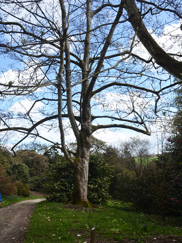 Magnolia x veitchii ‘Peter Veitch’, form. Caerhays Castle, Goran, Cornwall, United Kingdom.