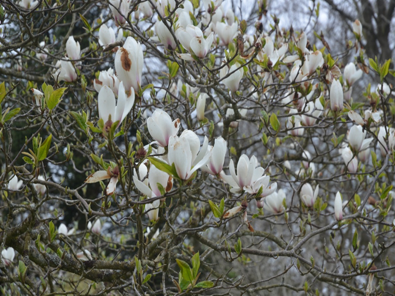 Magnolia x veitchii ‘Peter Veitch’, flower. Lanhydrock House and Garden, Bodmin, Cornwall, United Kingdom. 