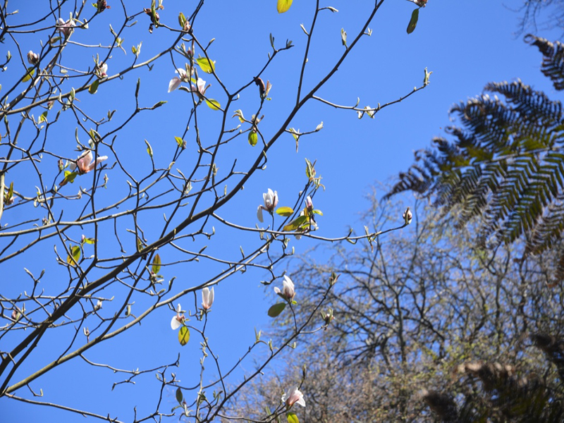 Magnolia x veitchii ‘Peter Veitch’, flower, Trengwainton Garden, Madron, near Penzance, Cornwall, United Kingdom. 