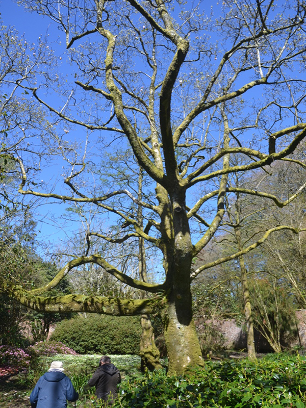 Magnolia x veitchii ‘Peter Veitch’, form, Trengwainton Garden, Madron, near Penzance, Cornwall, United Kingdom. 