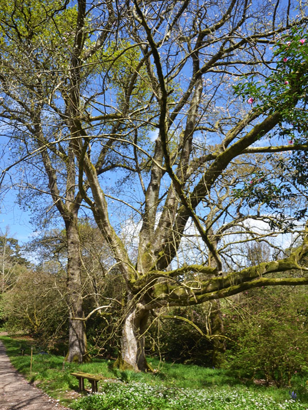 Magnolia x veitchii, form. Caerhays Castle, Goran, Cornwall, United Kingdom.