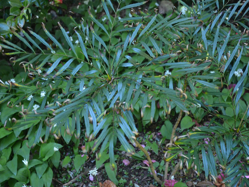 Berberis eurybracteata 'Soft Caress' , form, Trebah Garden Trust, Mawnan Smith, Falmouth, Cornwall, United Kingdom.