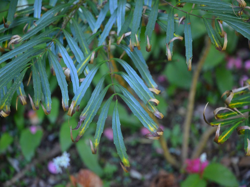 Berberis eurybracteata 'Soft Caress' , leaf, Trebah Garden Trust, Mawnan Smith, Falmouth, Cornwall, United Kingdom.