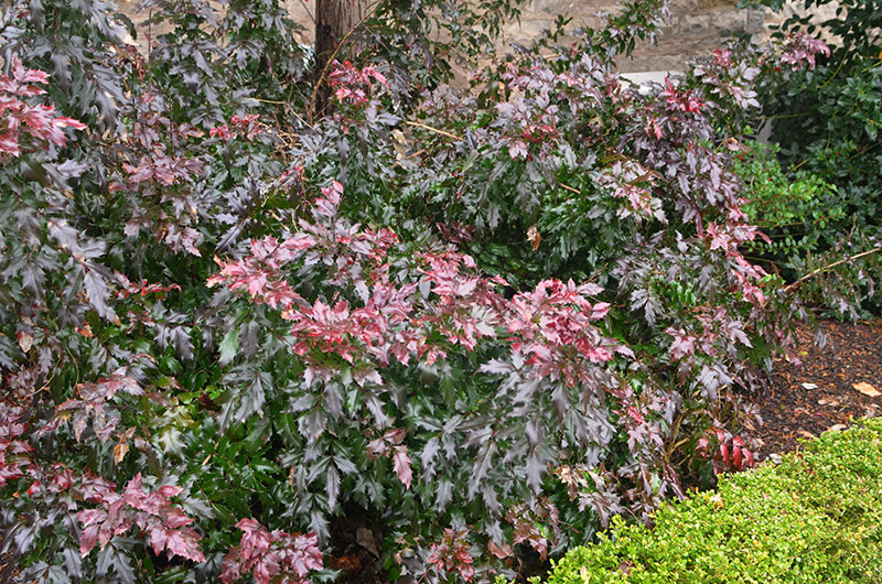Mahonia-aquifolium--Woodland-Queen--npc-form.jpg