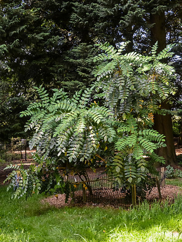 A mature plant at  Westonbirt, The National Arboretum, Tetbury, Gloucestershire, England.