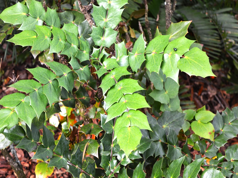 Berberis japonica, leaf. Bok Tower Gardens, Lake Wales, Florida, United States of America.