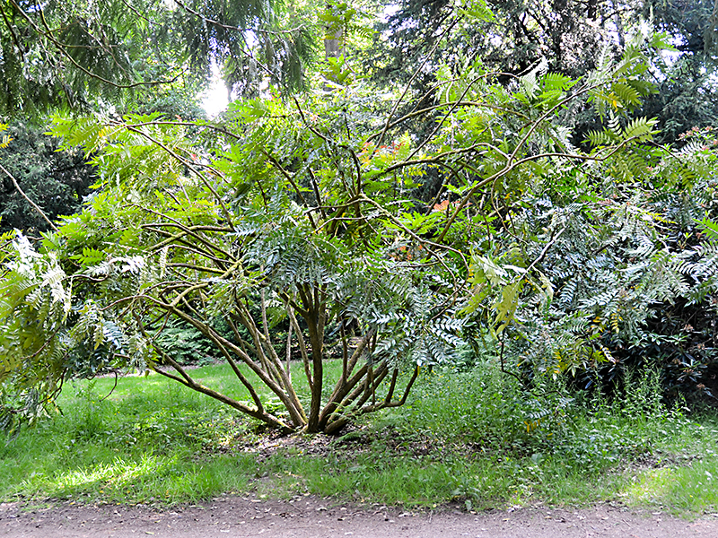 A mature plant at  Westonbirt, The National Arboretum, Tetbury, Gloucestershire, England.